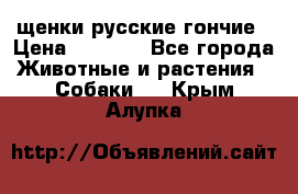 щенки русские гончие › Цена ­ 4 000 - Все города Животные и растения » Собаки   . Крым,Алупка